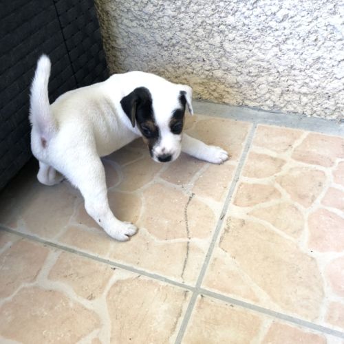 Chiots parson russell lof #2