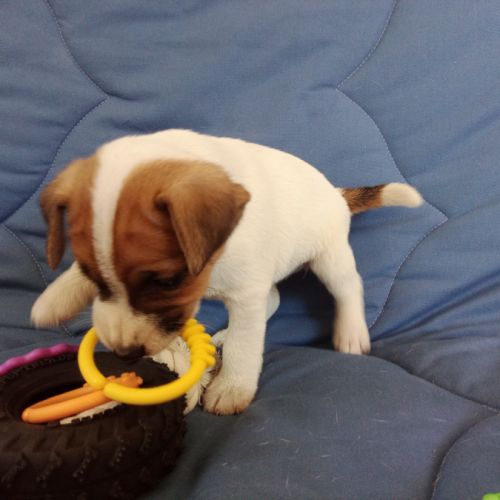 Chiots parson russell lof #3