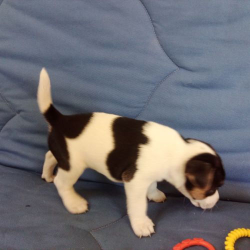 Chiots parson russell lof #4
