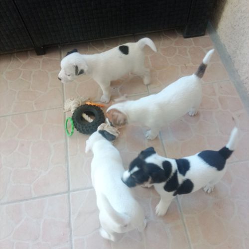 Chiots parson russell lof #6