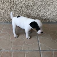 Chiots parson russell lof #1