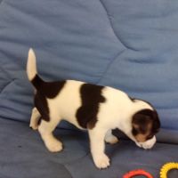 Chiots parson russell lof #4