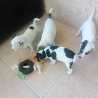 Chiots parson russell lof