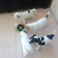 Chiots parson russell lof #6