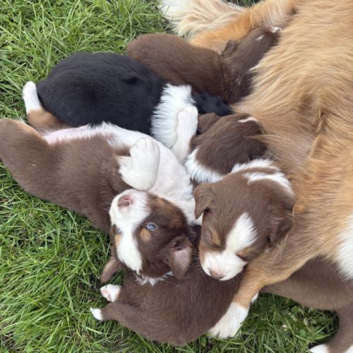 Chiots berger australien lof à réserver