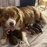 Chiots berger australien lof à réserver