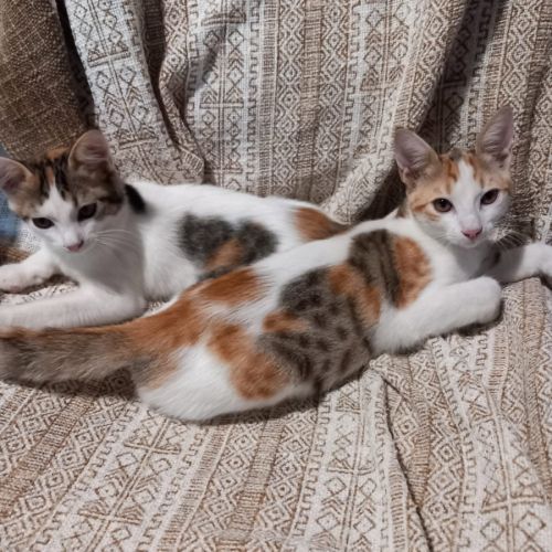 Ashley & irena, duo à l'adoption #0
