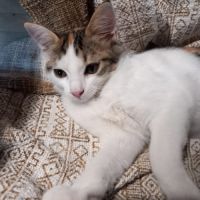 Ashley & irena, duo à l'adoption #1