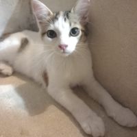 Ashley & irena, duo à l'adoption #3