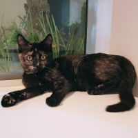 Nalla, adorable chaton à l'adoption #1