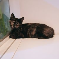 Nalla, adorable chaton à l'adoption