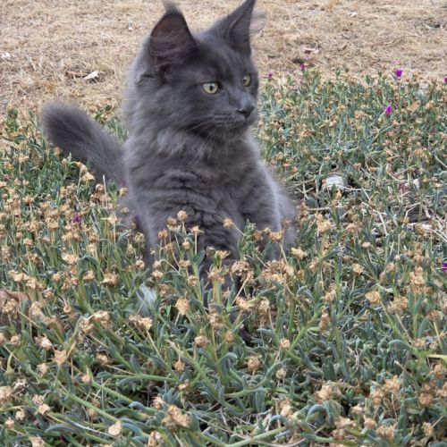 Magnifique chaton maine coon bleu #1