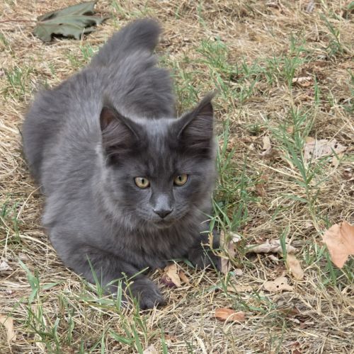 Magnifique chaton maine coon bleu #0