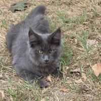 Magnifique chaton maine coon bleu