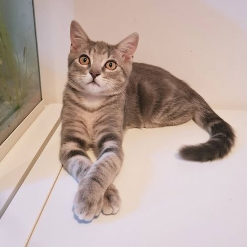 Koda, adorable chaton à l'adoption #1