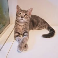 Koda, adorable chaton à l'adoption #1