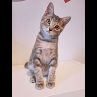 Koda, adorable chaton à l'adoption