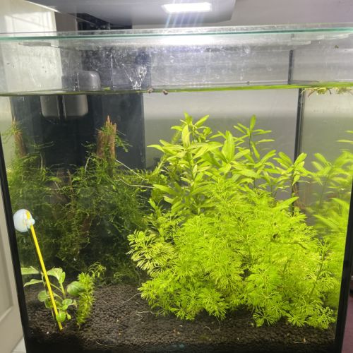 Crevettes avec aquarium complet