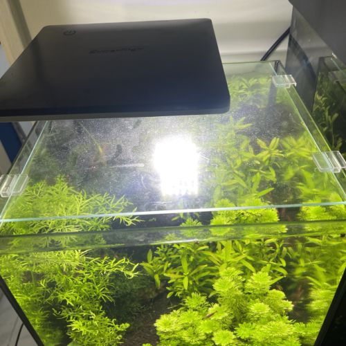 Crevettes avec aquarium complet #2