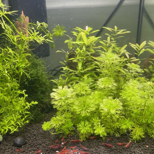 Crevettes avec aquarium complet