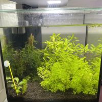 Crevettes avec aquarium complet