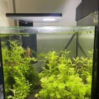 Crevettes avec aquarium complet #1