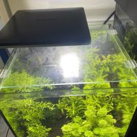 Crevettes avec aquarium complet #2