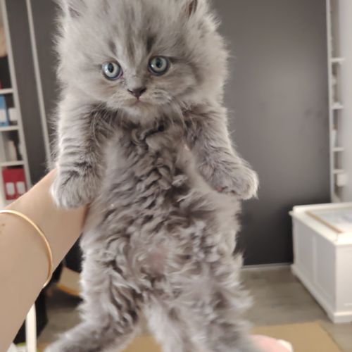 3 chatons british longhair #0