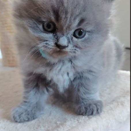 3 chatons british longhair #3