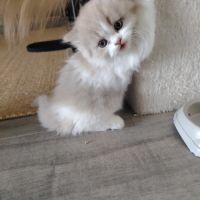 3 chatons british longhair #1