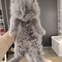 3 chatons british longhair
