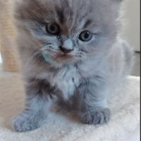 3 chatons british longhair #3