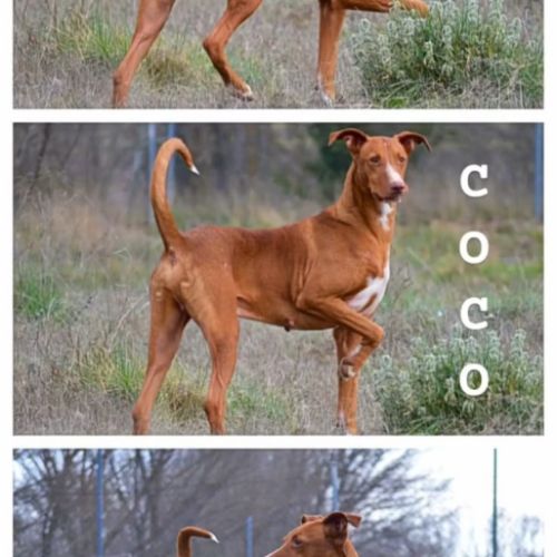 Coco, chien parfait (ok chat) #2