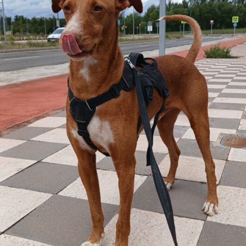 Coco, chien parfait (ok chat) #5
