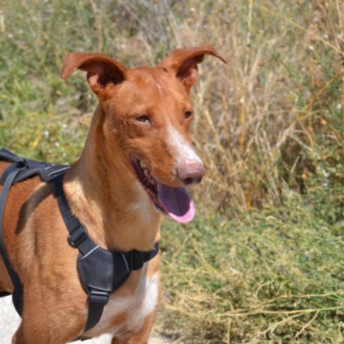 Coco, chien parfait (ok chat) #9