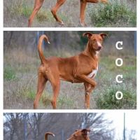 Coco, chien parfait (ok chat) #2