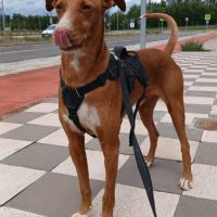 Coco, chien parfait (ok chat) #5