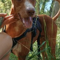 Coco, chien parfait (ok chat) #6
