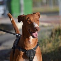 Coco, chien parfait (ok chat)