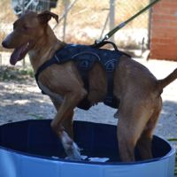 Coco, chien parfait (ok chat) #10