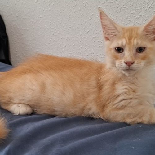 Chaton mâle maine coon loof #2