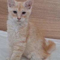 Chaton mâle maine coon loof