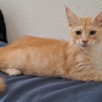 Chaton mâle maine coon loof #2
