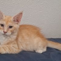 Chaton mâle maine coon loof #3