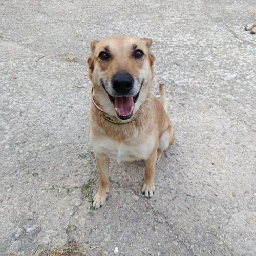 Mia, chienne calme et affectueuse #2