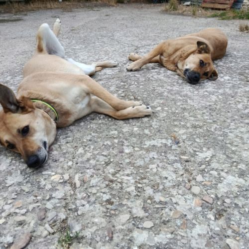 Mia, chienne calme et affectueuse #3