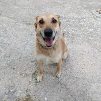 Mia, chienne calme et affectueuse #2