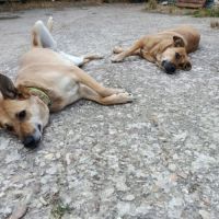 Mia, chienne calme et affectueuse #3