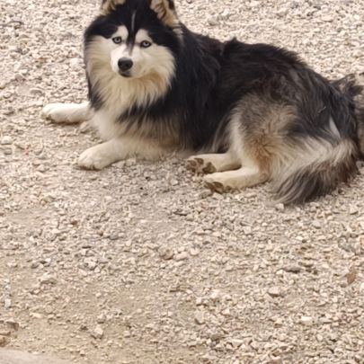 Chiots pomsky #1