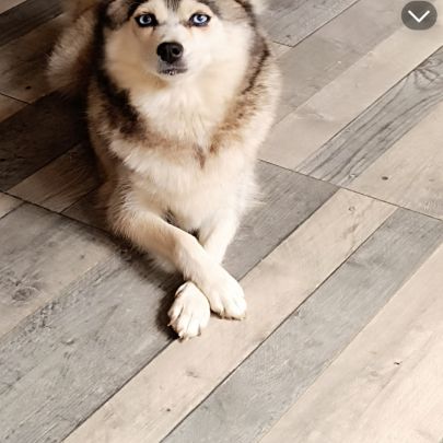 Chiots pomsky #2
